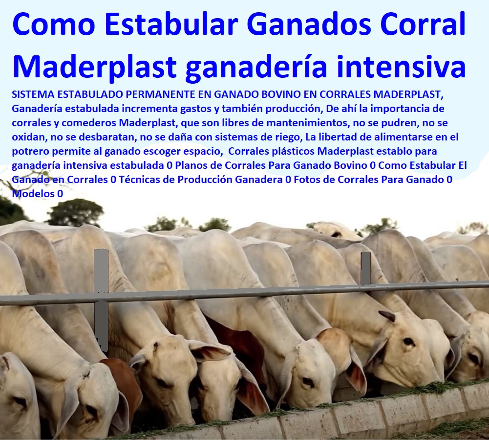 Corrales plásticos Maderplast establo para ganadería intensiva estabulada 0 Planos de Corrales Para Ganado Bovino 0 Como Estabular El Ganado en Corrales 0 Ganaderías Tecnificadas, Explotación Ganadera Automatizada, Sistemas de Pastoreo, Estabulación de Ganado, Pastoreo Intensivo, Establos, Corrales, Saladeros, Comederos, Cerramientos, Postes, Técnicas de Producción Ganadera 0 Fotos de Corrales Para Ganado 0 Modelos 0 Corrales plásticos Maderplast establo para ganadería intensiva estabulada 0 Planos de Corrales Para Ganado Bovino 0 Como Estabular El Ganado en Corrales 0 Técnicas de Producción Ganadera 0 Fotos de Corrales Para Ganado 0 Modelos 0